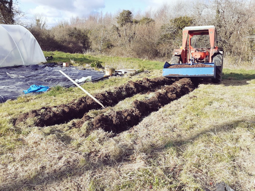 BernardJoyce's tweet photo. Spuds planted during #lockdown in wood chip shredded from tree which fell on neighbours house during #stormbrian https://t.co/4IdifDs2mV