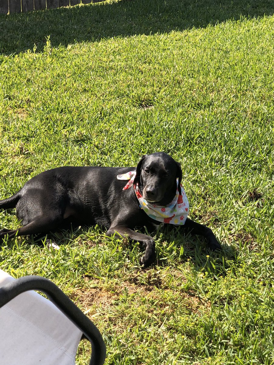 CarenCreighton's tweet photo. This is my dog Twinkie she is 4. @TWEHowl #twepride #twepta https://t.co/oas4dHoPks