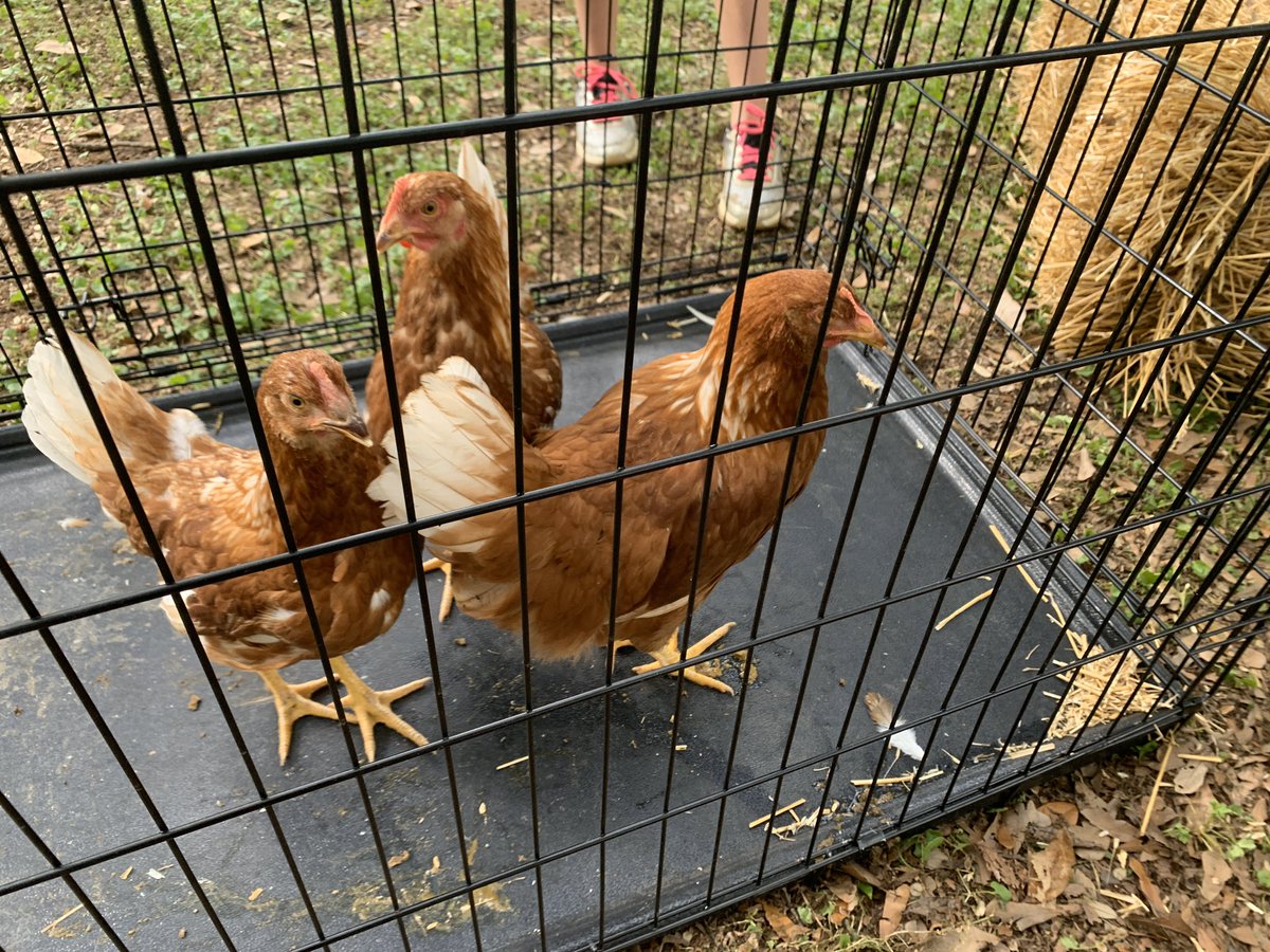 clingank's tweet photo. So, since it’s Pet Day@for Wednesday, meet our new additions, the 3 Ladies of The Breakfast Club. Only one has a name, though— “Big Tasty” @Hebron_HS #WeAreHebron #TooMuchIsolation https://t.co/FiVy3AukjT