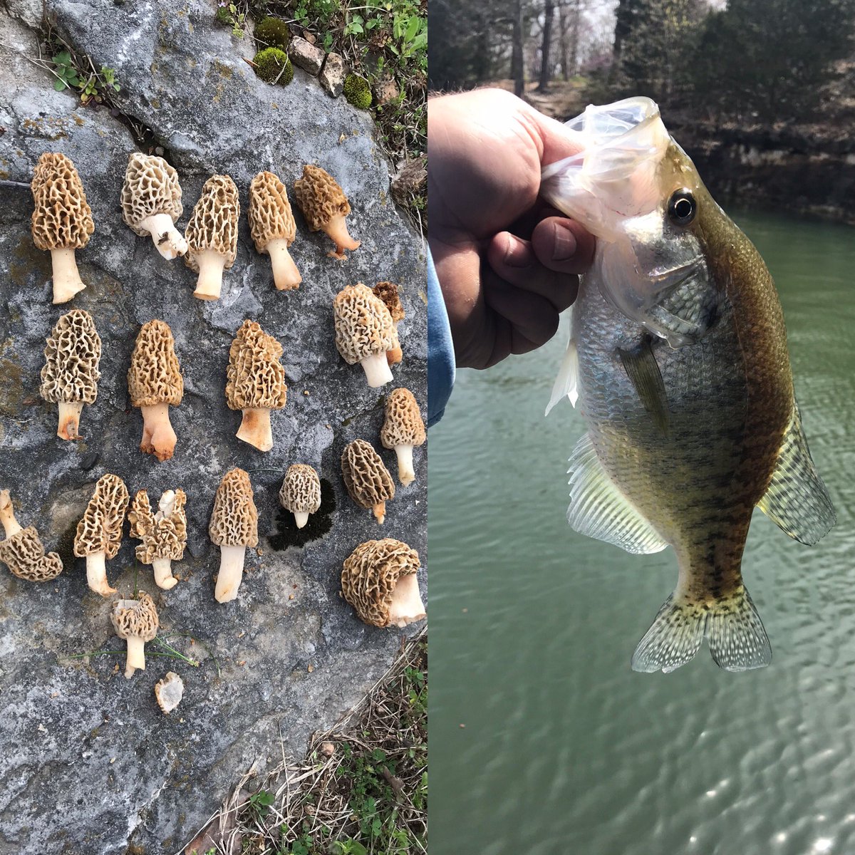 Mushrooms and crappie great day