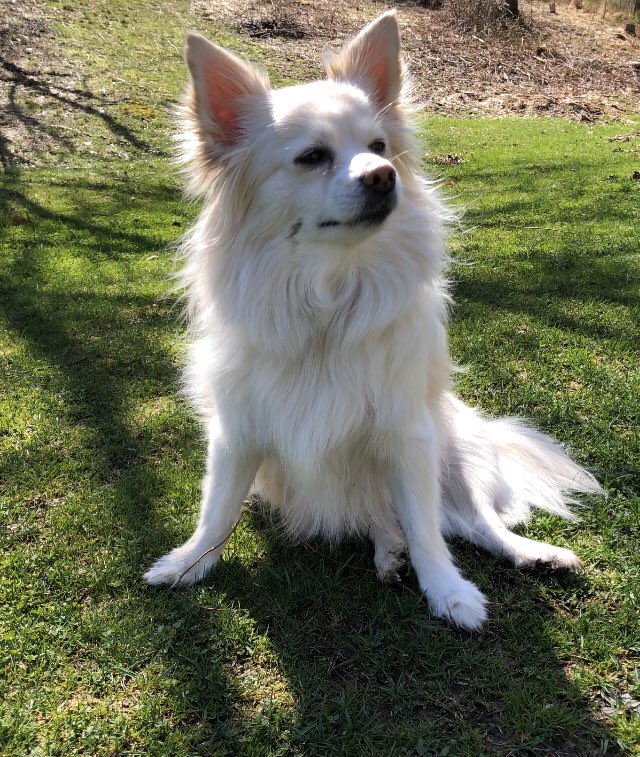 Poserpup's tweet photo. Happy humpin first of April, #WoofWoofWednesday pals Dis my duckie style pose. 🦆 #pawsout #Spring #BustedFromPooRollin #ImBad #todabone #AprilFoolsDay #WednesdayMotivation #StaySafe #AdoptDontShop https://t.co/BekfreDKth