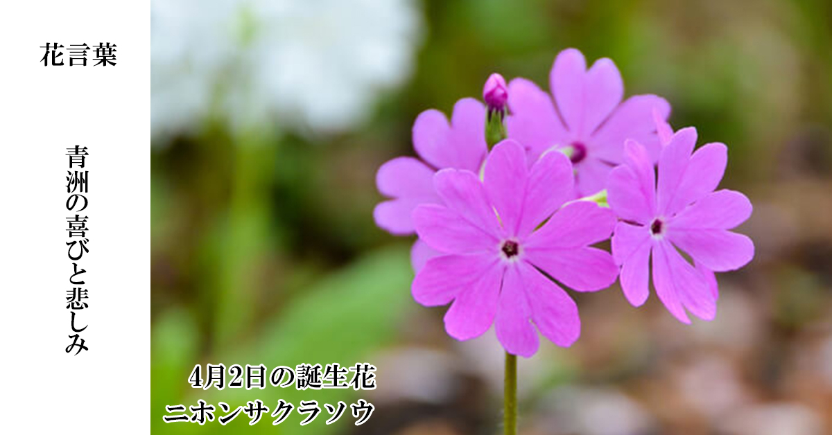 最も選択された 4月2日诞生花 ヤトモウォール