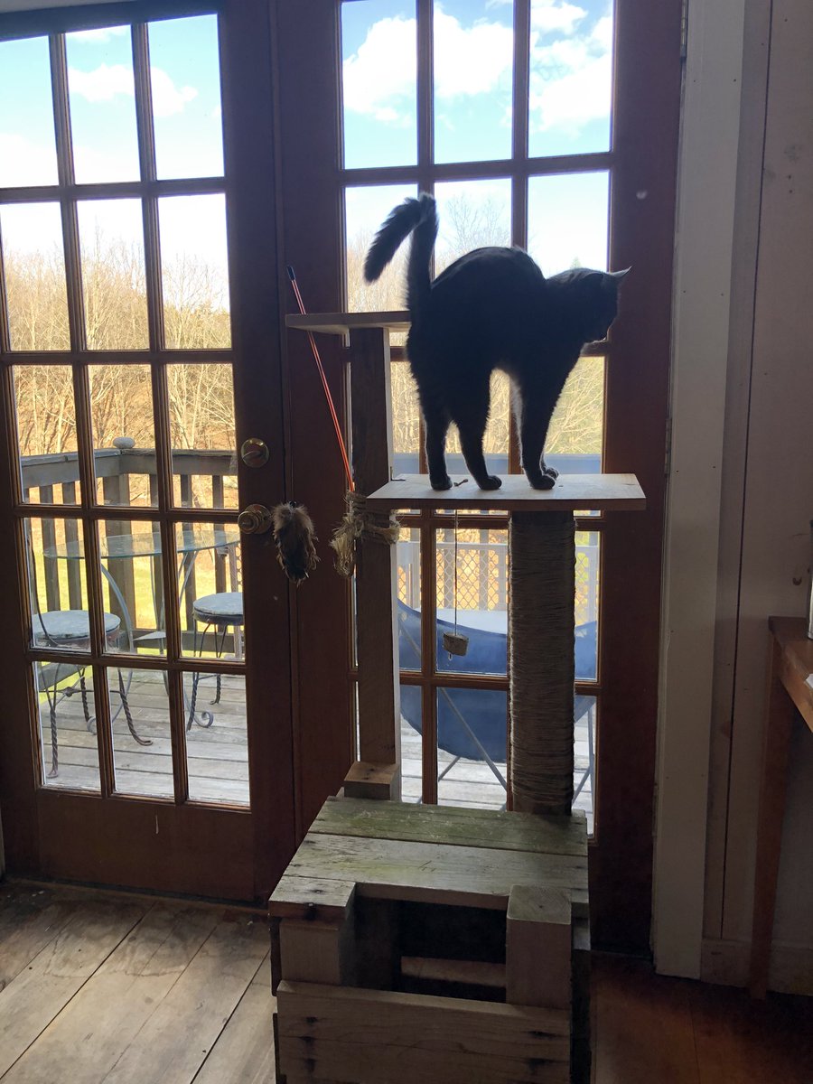 This is the cat perch my childhood cat used! My mom and I fixed it up and put an extra tower on it and some fresh jute, for Rhino’s amusement. Here he is doing a strotch upon it.
