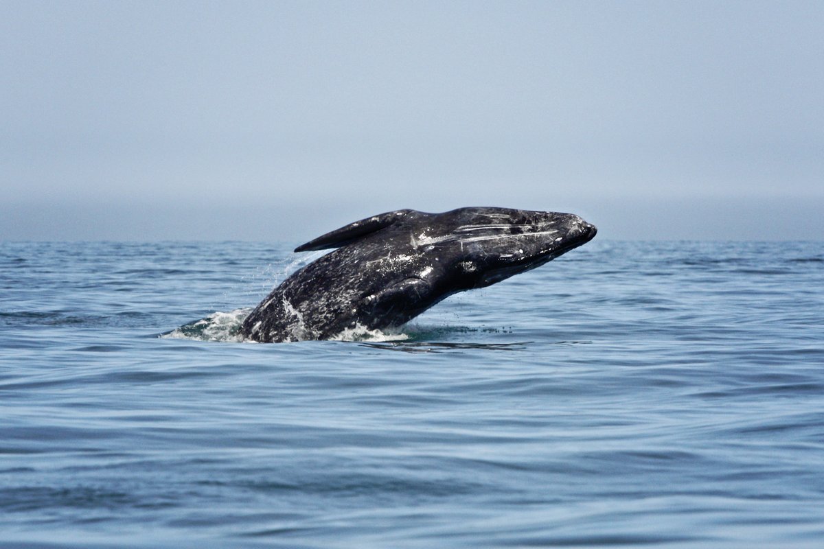 Gray  #whales make one of the longest annual migrations of any mammal, traveling about 10,000–14,000 miles round trip. From Dec. through April, approx. 20,000 gray whales pass San Diego on their annual journey from the Bering Sea to the lagoons of Baja California.  #CreatureFeature