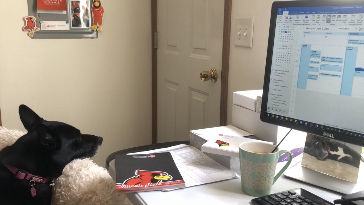 MorganJ_HE's tweet photo. Day ? of working from home and Luna has finally settled in. https://t.co/TACqSZSXcA