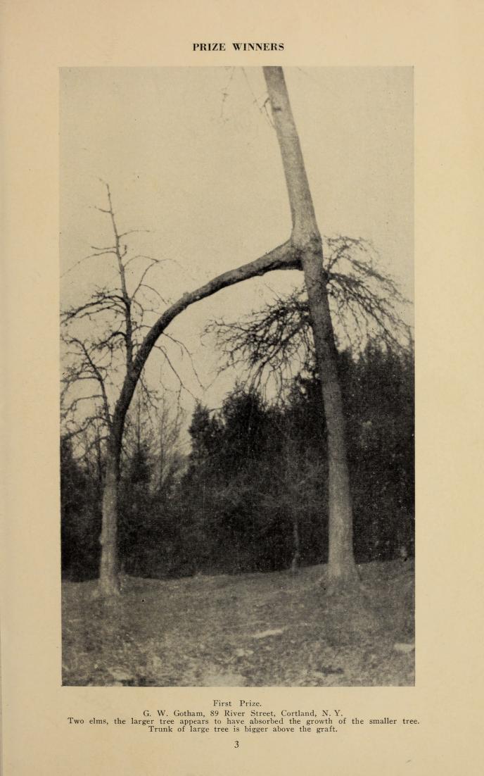 Never have I needed a book more than "Freak trees of the state of New York" (1926), beautifully digitized by  @BioDivLibrary  https://www.biodiversitylibrary.org/item/151247#page/1/mode/1up