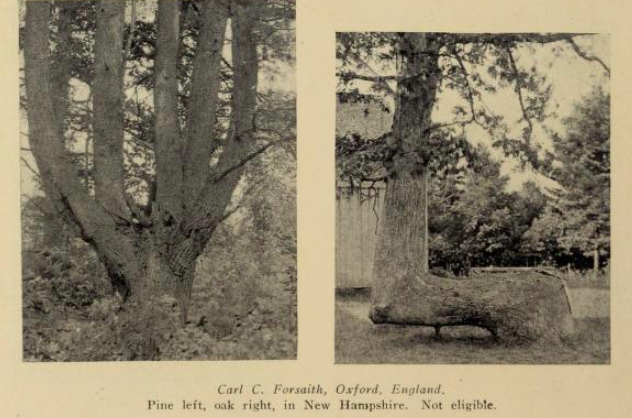 Never have I needed a book more than "Freak trees of the state of New York" (1926), beautifully digitized by  @BioDivLibrary  https://www.biodiversitylibrary.org/item/151247#page/1/mode/1up
