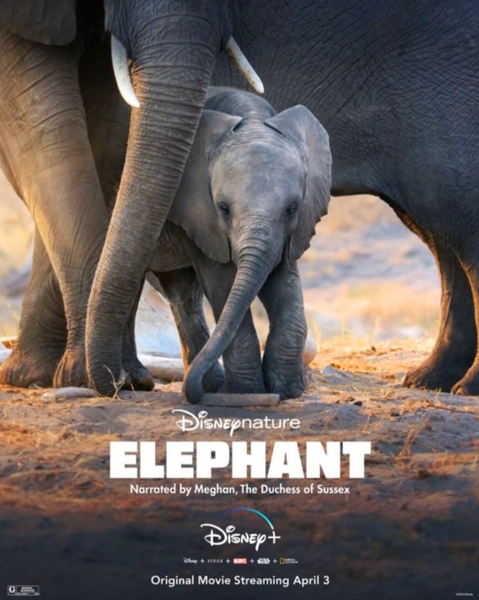 THREADRead all the GREAT REVIEWS of Meghan's voiceover on ElephantPS As usual the BM is being snarky but we can all read the reviews and while a few somehow criticise the movie itself (yes it's a Disney family movie not an Attenborough doc ) Meghan's work is praised.