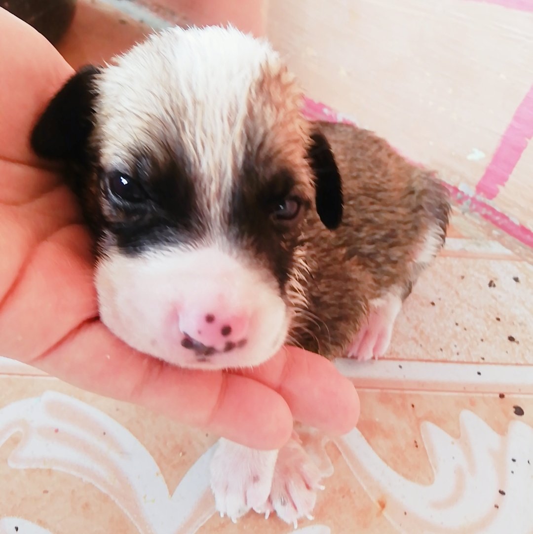 beatriz199710's tweet photo. #RescataAnimal #Ayuda #Perritos https://t.co/sidOLxEemr