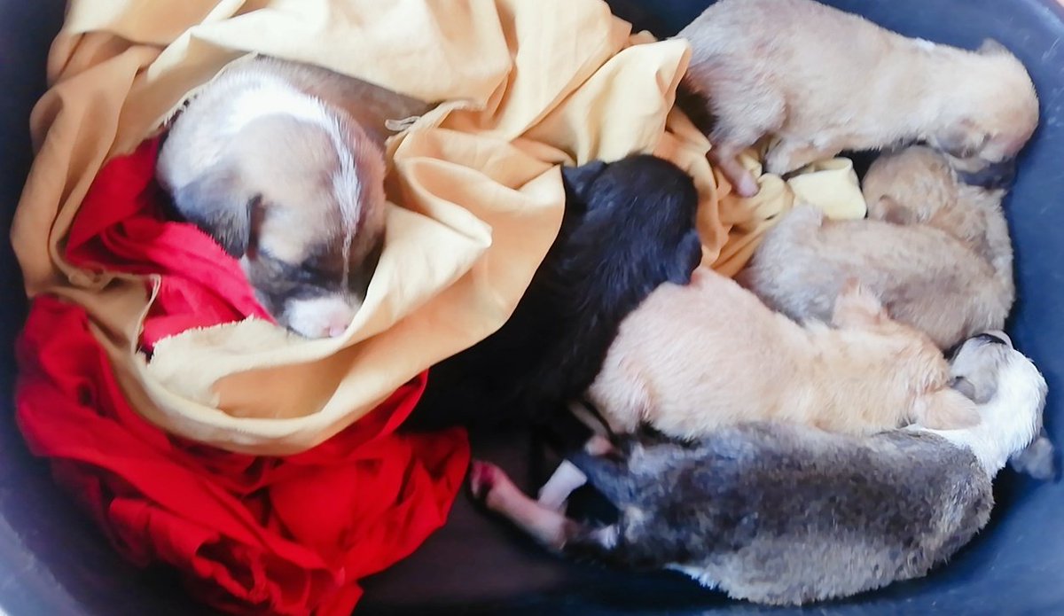 beatriz199710's tweet photo. #RescataAnimal #Ayuda #Perritos https://t.co/sidOLxEemr