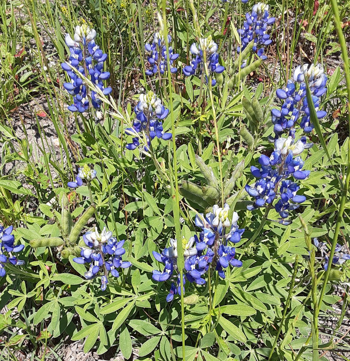 SenoraWBautista's tweet photo. #CWHSVirtualWeek @cwhs_springisd
Wednesday - not really a work out, but walking through fields of wildflowers is exercise, right? https://t.co/PkYbXNjKZG