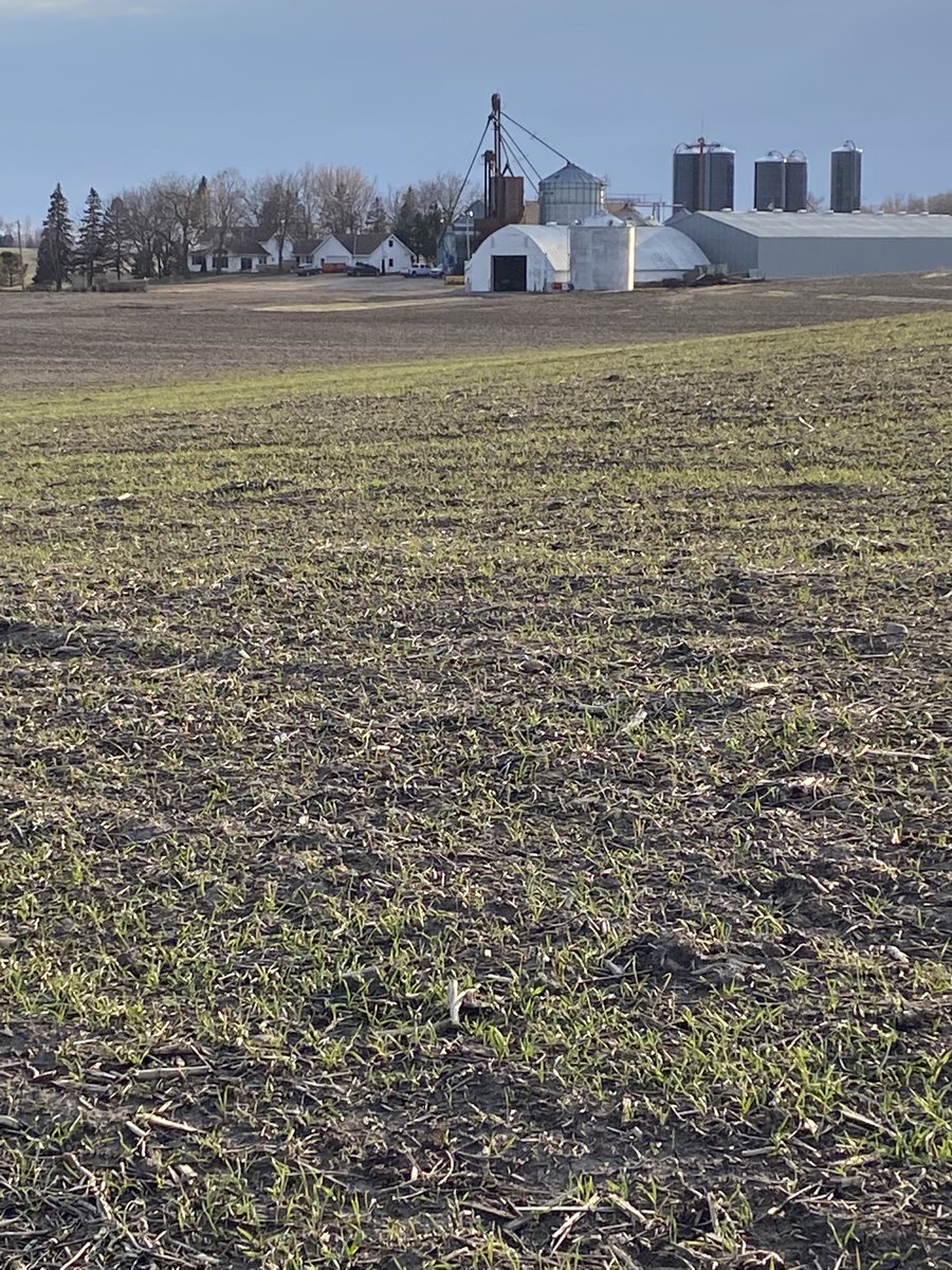 Pat_Duncanson's tweet photo. Frost seeded cereal rye cover crop turning green . No emergence last fall . Now, A sure sign of spring, and the promise of a new growing season https://t.co/DQzIHUZXDo