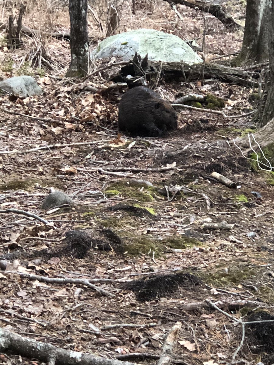 foleyd_ct's tweet photo. Last night’s hike took us face to face with the worlds second largest rodent! https://t.co/mvoy2yo9we