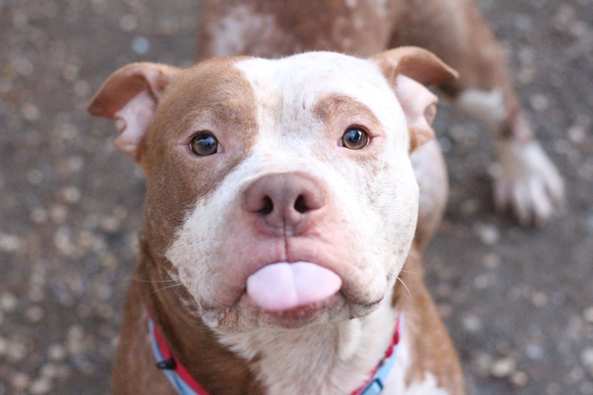phillypaws's tweet photo. Check out these April fools!

With everything so serious lately, we thought we'd share some of our favorite bloopers from the past year. 

Some pet photos result in a beautiful, soulful portrait. Others...Not so much 😹
⠀
#aprilfools #blep #dogsofphilly #catsofphilly #phillypaws https://t.co/PPt2tYEoHh