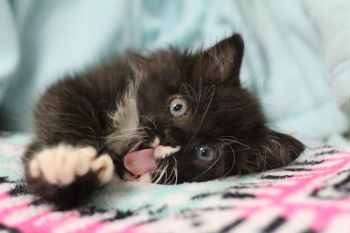 phillypaws's tweet photo. Check out these April fools!

With everything so serious lately, we thought we'd share some of our favorite bloopers from the past year. 

Some pet photos result in a beautiful, soulful portrait. Others...Not so much 😹
⠀
#aprilfools #blep #dogsofphilly #catsofphilly #phillypaws https://t.co/PPt2tYEoHh