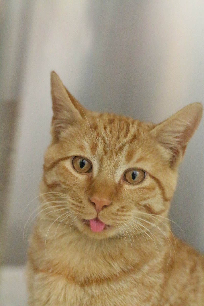 phillypaws's tweet photo. Check out these April fools!

With everything so serious lately, we thought we'd share some of our favorite bloopers from the past year. 

Some pet photos result in a beautiful, soulful portrait. Others...Not so much 😹
⠀
#aprilfools #blep #dogsofphilly #catsofphilly #phillypaws https://t.co/PPt2tYEoHh