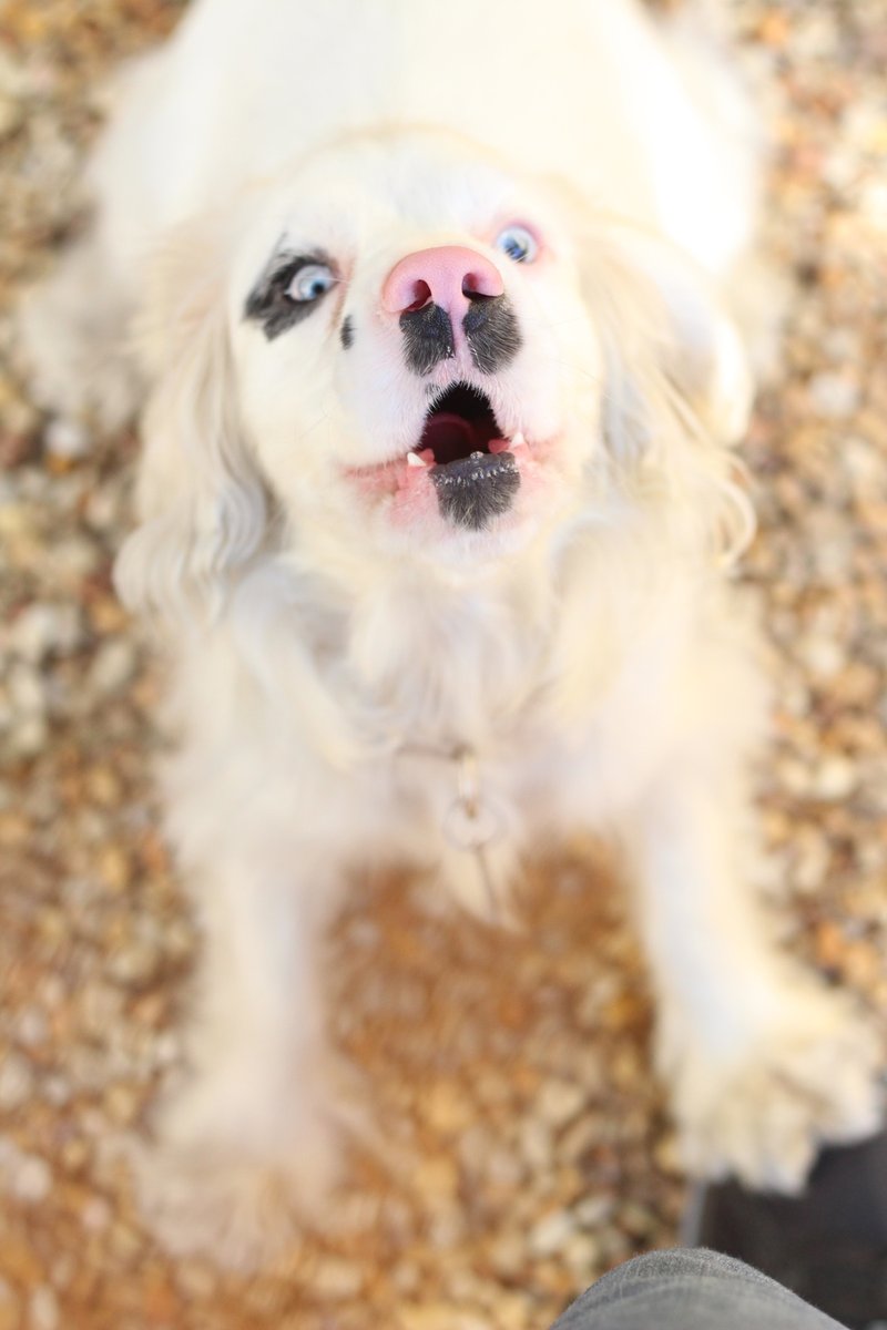 phillypaws's tweet photo. Check out these April fools!

With everything so serious lately, we thought we'd share some of our favorite bloopers from the past year. 

Some pet photos result in a beautiful, soulful portrait. Others...Not so much 😹
⠀
#aprilfools #blep #dogsofphilly #catsofphilly #phillypaws https://t.co/PPt2tYEoHh