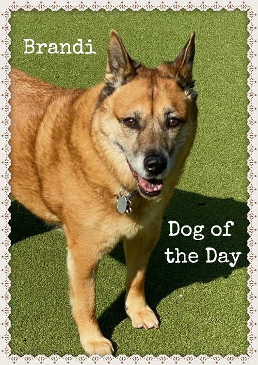 MySecondHomePet's tweet photo. Our #dogoftheday is Brandi!!! https://t.co/VcVjxWwsSA