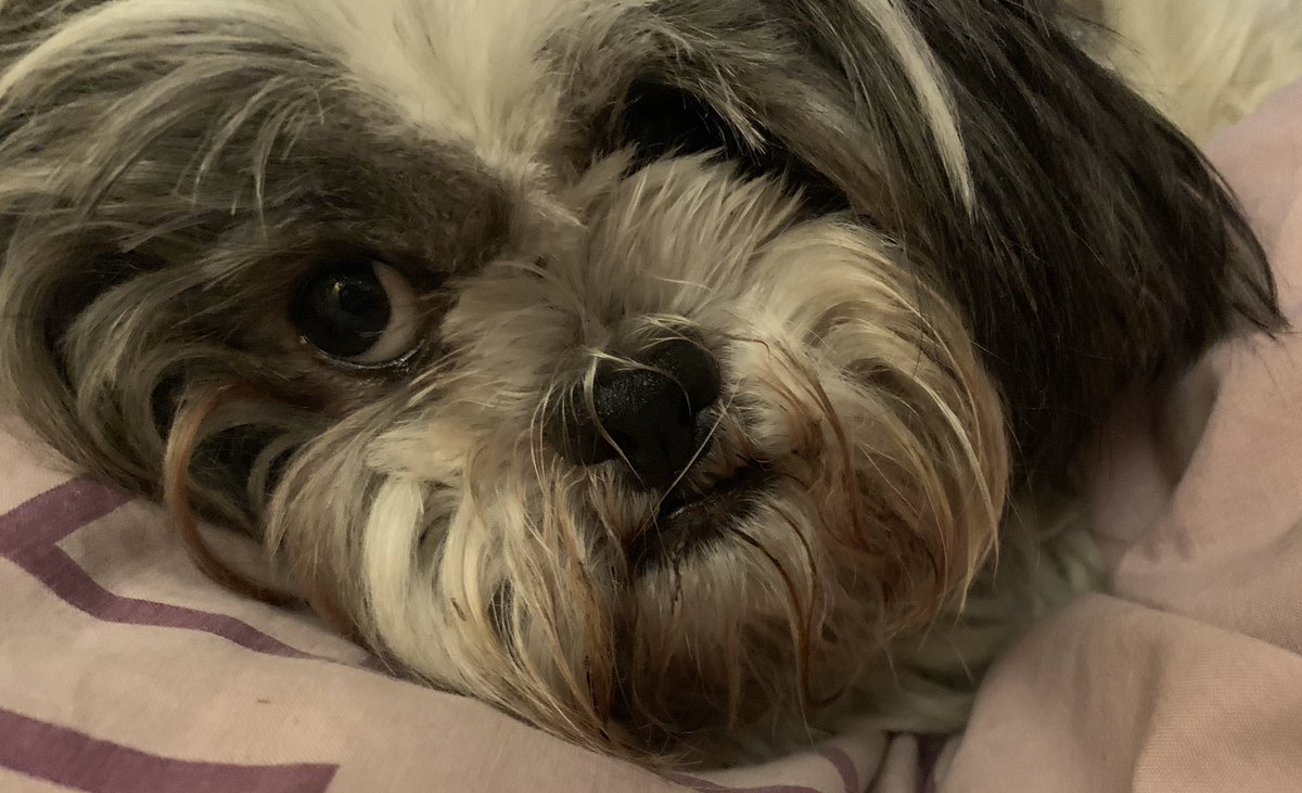 Iain F M Smith tweet media