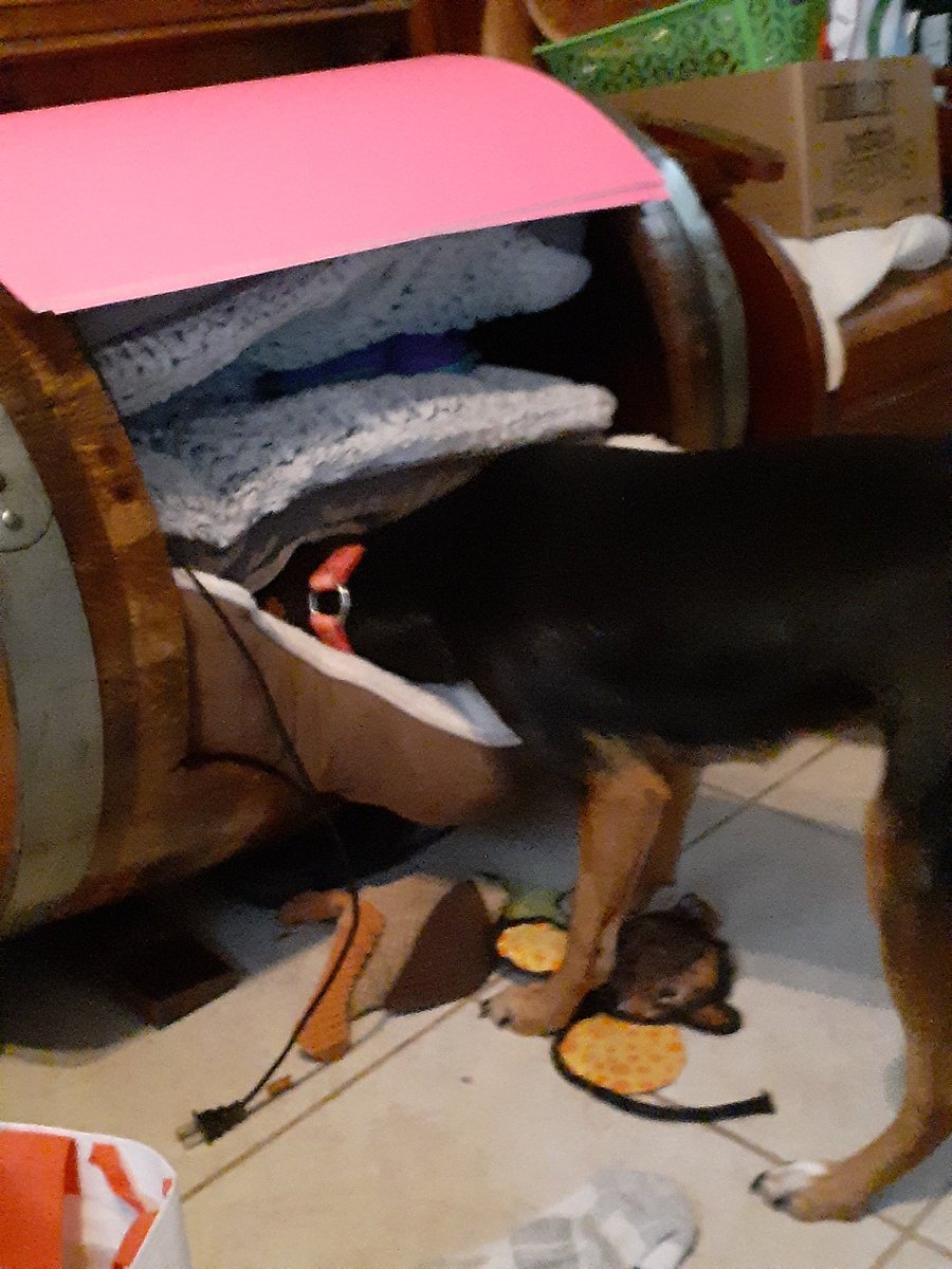 TheRoxieWay's tweet photo. @EagleSacramento My grandpup #Cricket hunted out her uncles raccoon hat and kilt it then she was like ok I'm over this Gma let's take a nap! https://t.co/Uje4YYW6gc