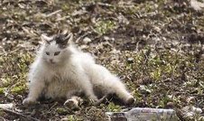 Larry the Cat tweet media