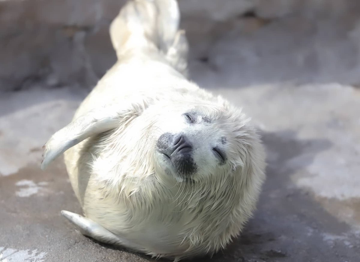 Yoshi ゴマフアザラシの赤ちゃん 真っ白くてモフモフでめっちゃ可愛いです ゴマフアザラシ 旭山動物園 動物の赤ちゃん