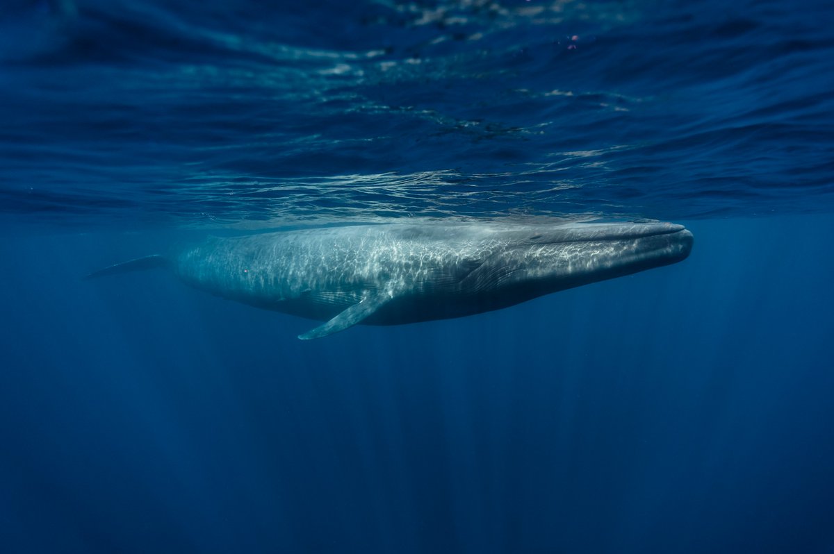 Blue  #whales can grow up to 110 feet and weigh more than 330,000 pounds. Scientists at  @Stanford and Scripps recently captured the first-ever recording of a blue whale’s heart rate in the wild. It ranged as low as 2 beats per minute and as high as 37.  #CreatureFeature