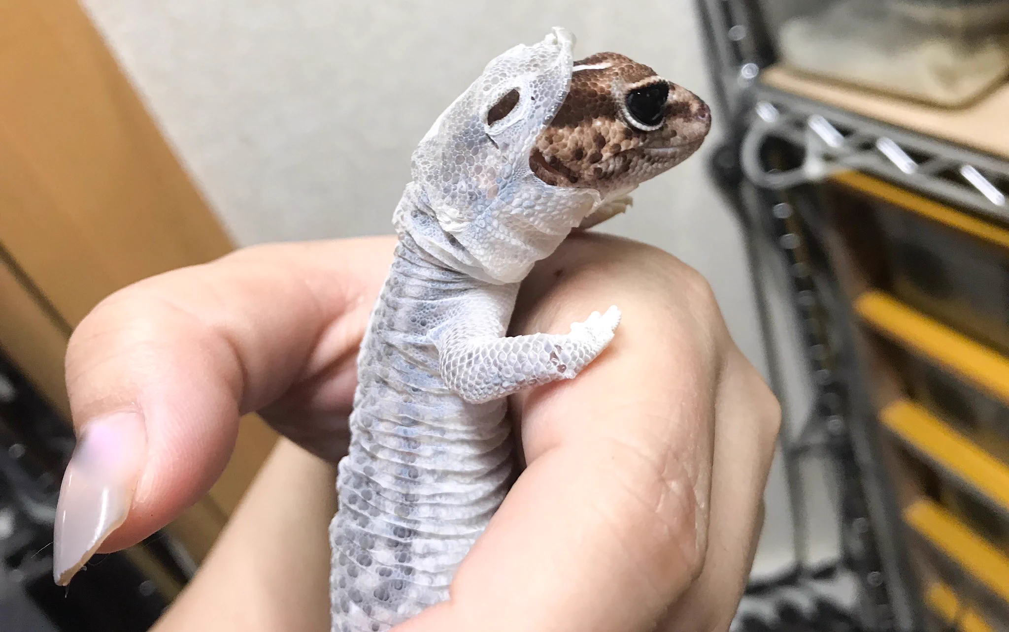 何これ可愛い！！全身タイツと着ぐるみの良さを網羅してる生物www