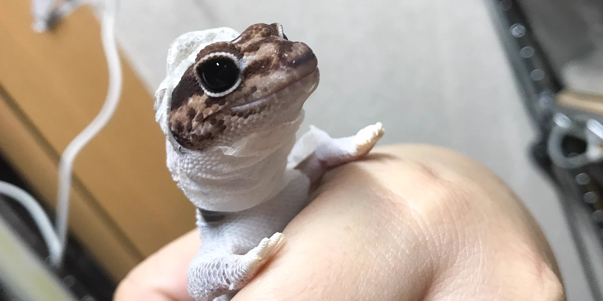何これ可愛い！！全身タイツと着ぐるみの良さを網羅してる生物www