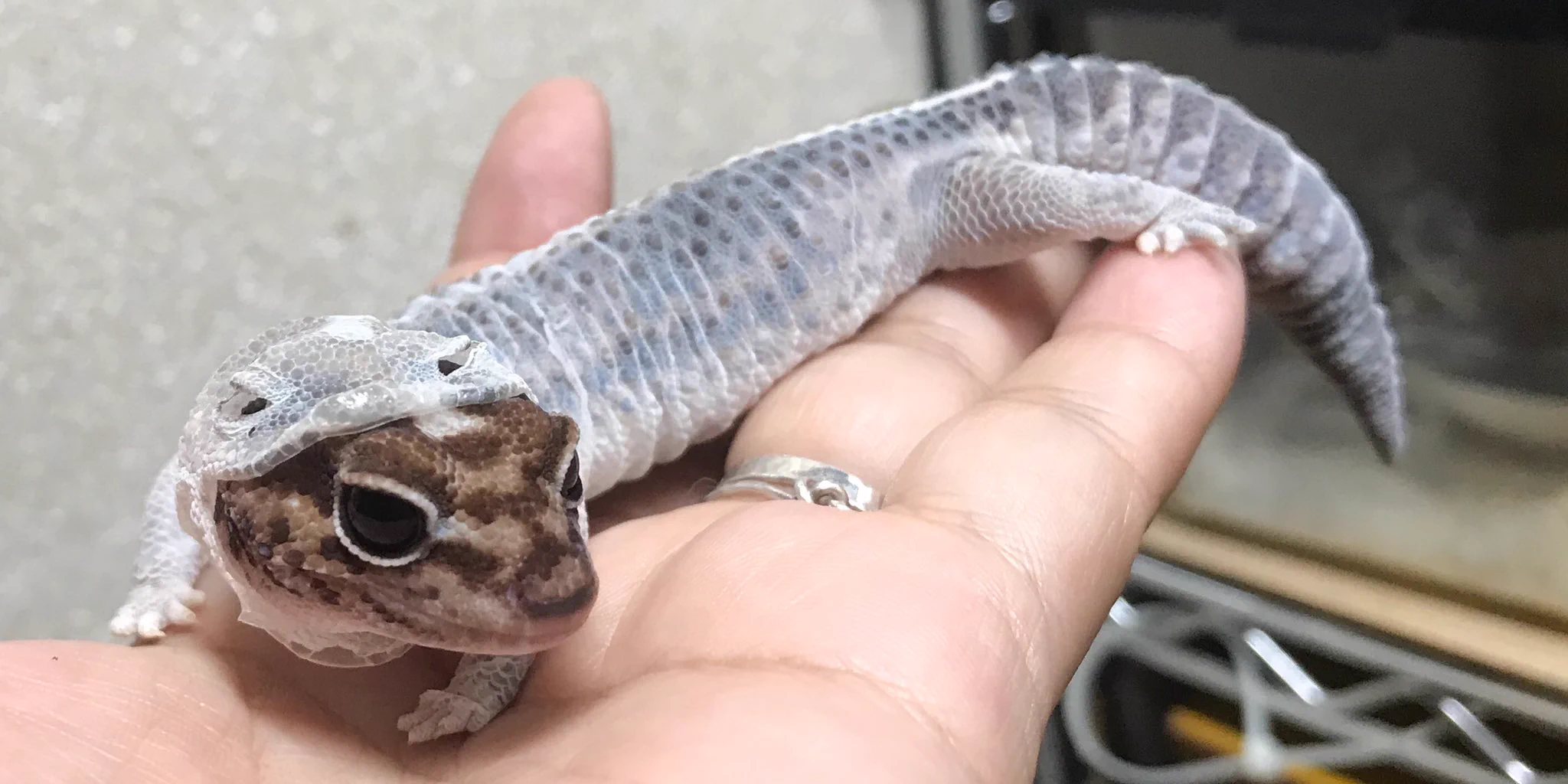 何これ可愛い！！全身タイツと着ぐるみの良さを網羅してる生物www