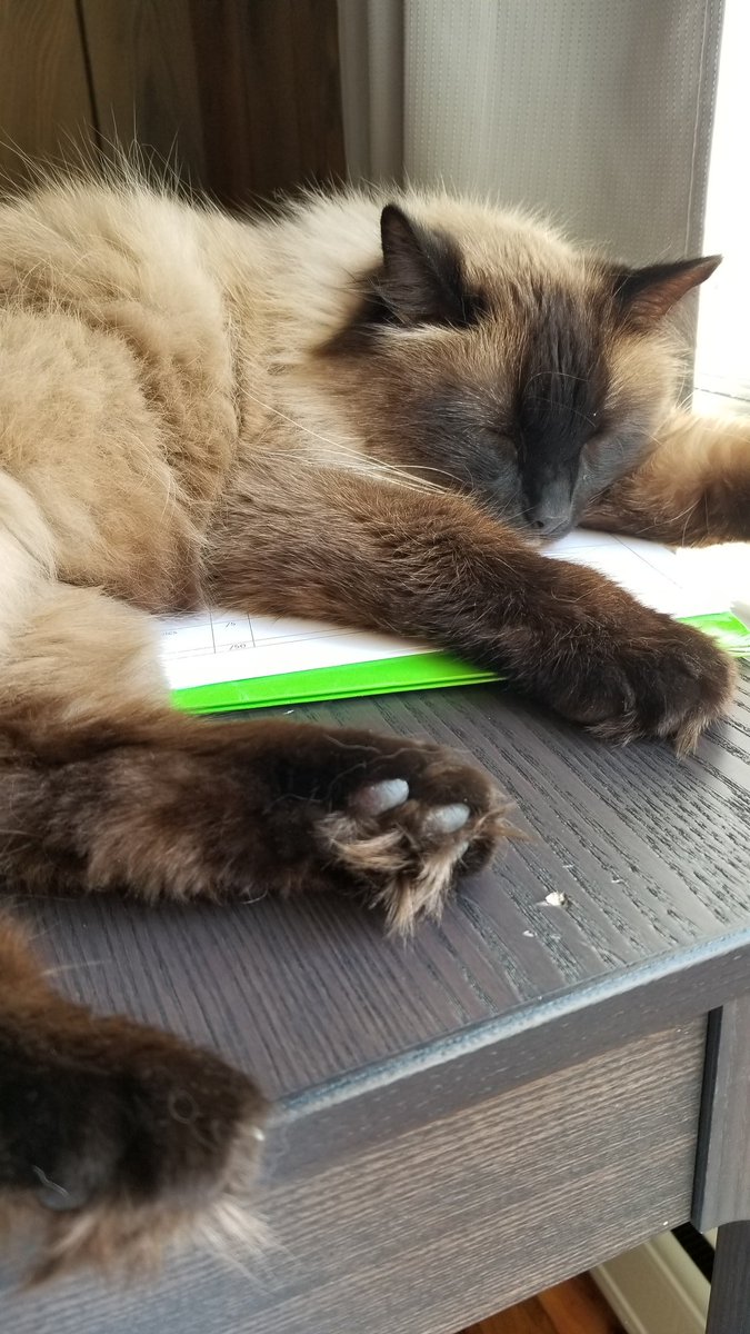FelineMarshall's tweet photo. Today: I help mom grade. I like being teacher's pet.  #CatsOfTwitter #CatsOfTheQuarantine #DailyUpdate #TeachFromHome https://t.co/dBfpIe6V1k