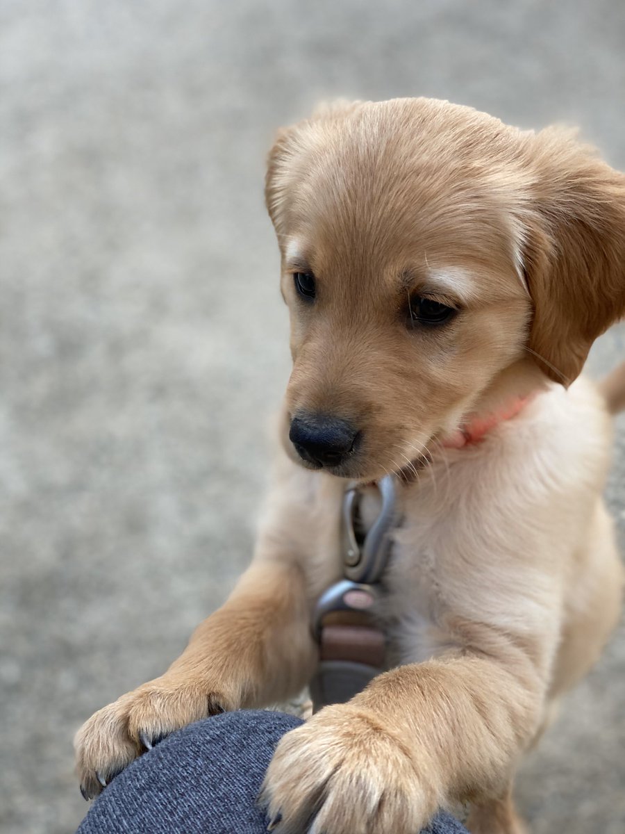 This 8 week old sweet girl is making staying at home SO much easier- except for the sharp teeth and biting 🙄🥰🐾