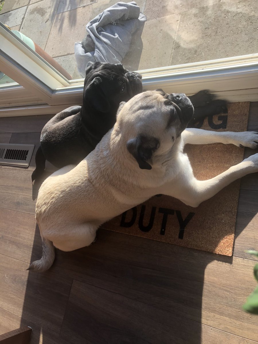 It’s #NationalWalkingDay Cardinals! What a gorgeous day to get out! Four+ mile run over here. Even the pugs are runnin’ Feeling #MarshallProud ! Tell us how you’re staying active! #MHSStaysActive