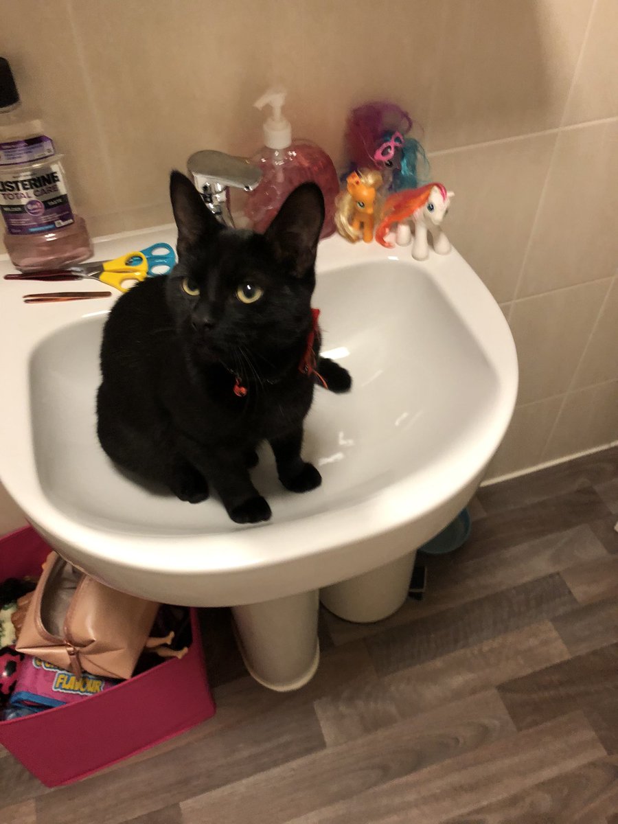 Bath time for Steve. He’s been working so hard getting his cat shelter badge he broke a sweat!