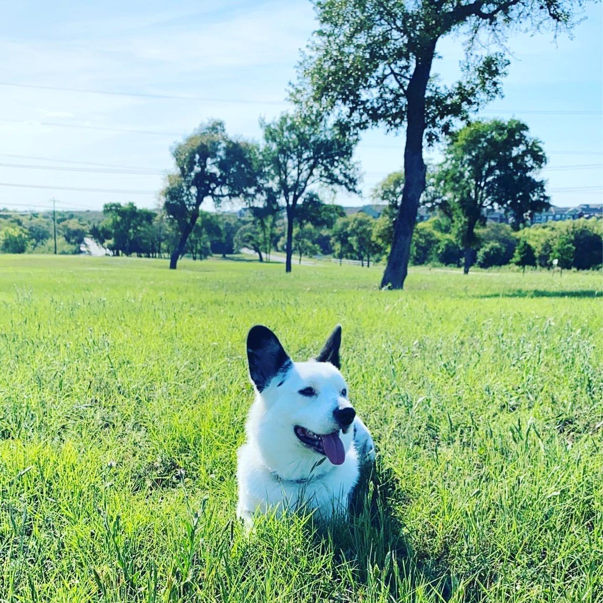 Outside time with this guy!!! #cardigancorgi #corgi