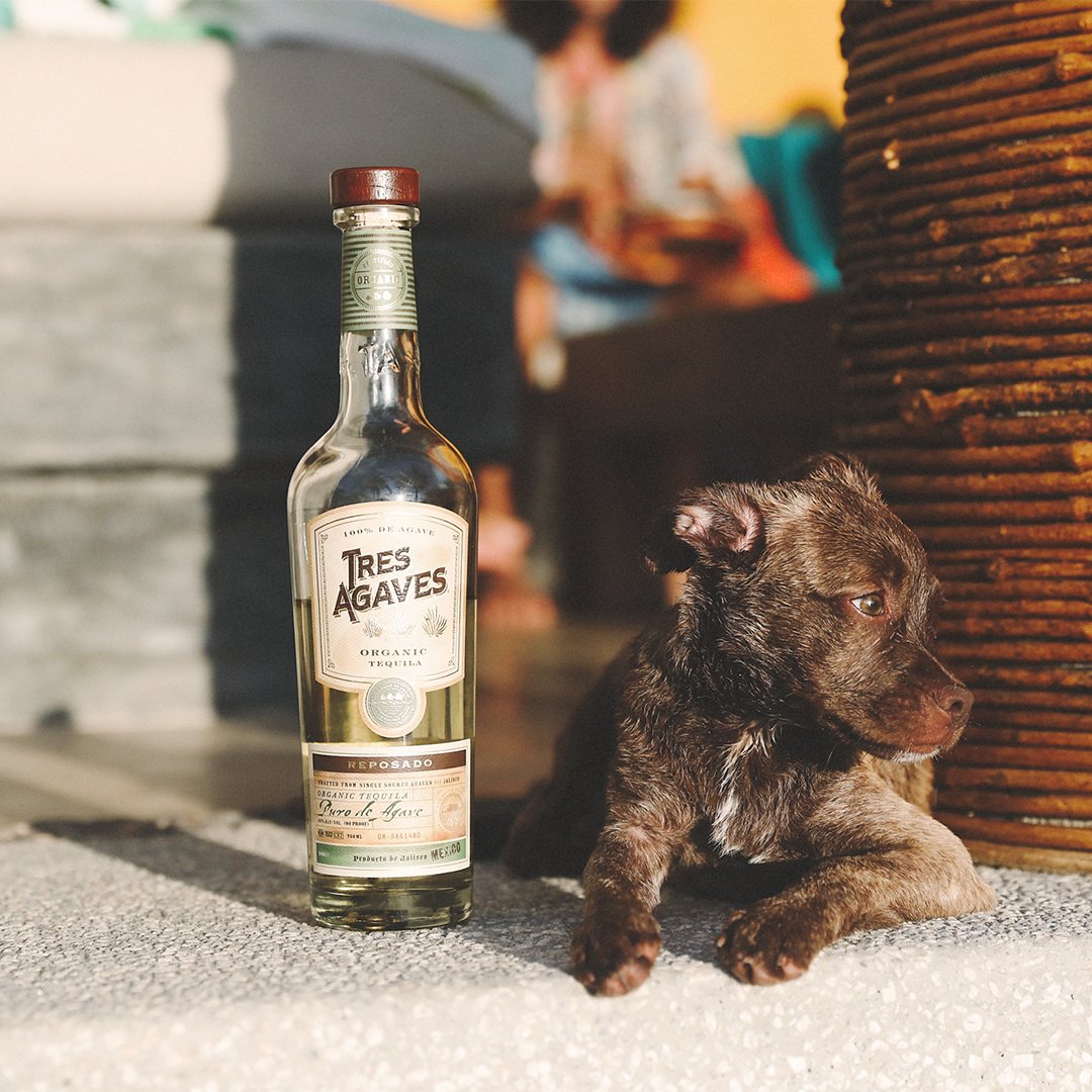 It's not #nationalpuppyday, but then again, isn't everyday #nationalpuppyday? It should be! #dogsofinstagram #tequila #puppy #puppylove