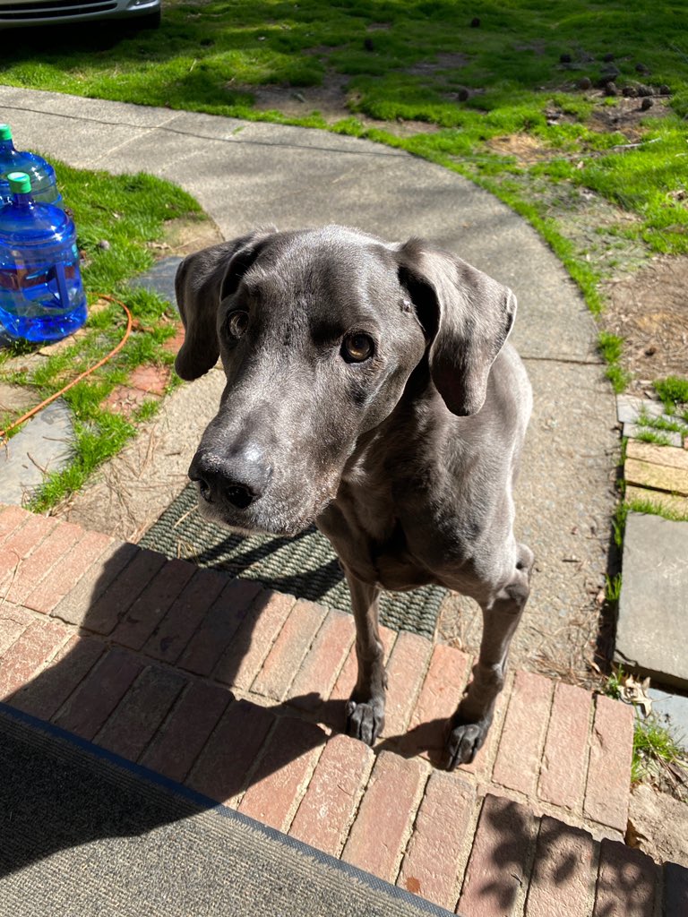 MsBryantMath's tweet photo. Here’s my crazy fur baby enjoying the sunshine!
#DDMSvirtualspiritweek https://t.co/cvruSZbIa3