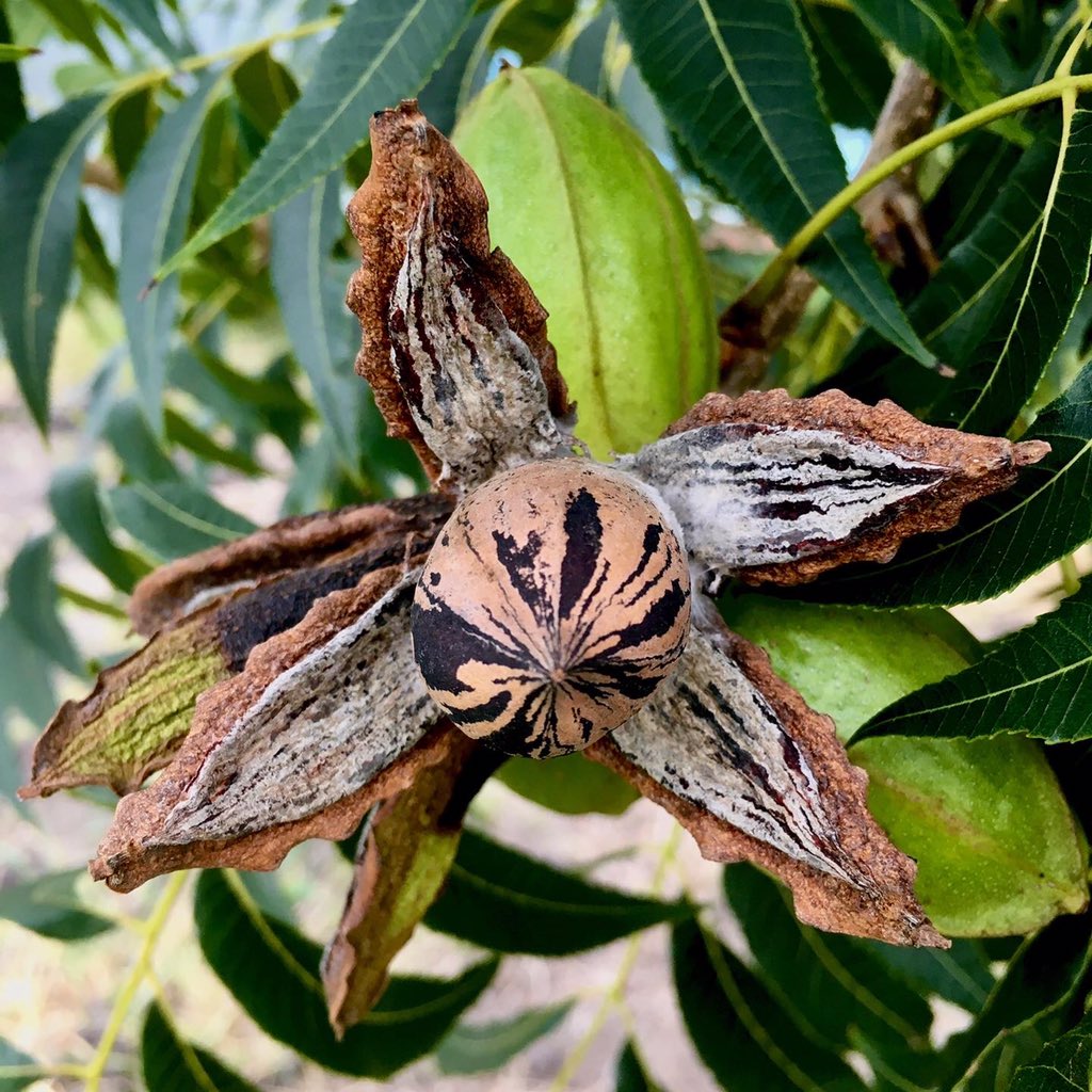 pecanesdelsur's tweet photo. Primeras #Pawnee de la temporada🌳!

Las #Pawnee son nueces de excelente tamaño y es un varietal que puede alcanzar hasta 57% de rendimiento de kernel. 
Estamos comenzando la cosecha de esta variedad en los campos de Entre Rios, observando muy buena calidad de nueces! 🚜
#pecan https://t.co/aTtPpXTZbZ