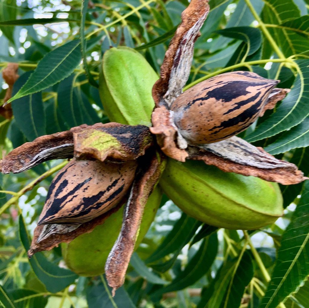 pecanesdelsur's tweet photo. Primeras #Pawnee de la temporada🌳!

Las #Pawnee son nueces de excelente tamaño y es un varietal que puede alcanzar hasta 57% de rendimiento de kernel. 
Estamos comenzando la cosecha de esta variedad en los campos de Entre Rios, observando muy buena calidad de nueces! 🚜
#pecan https://t.co/aTtPpXTZbZ