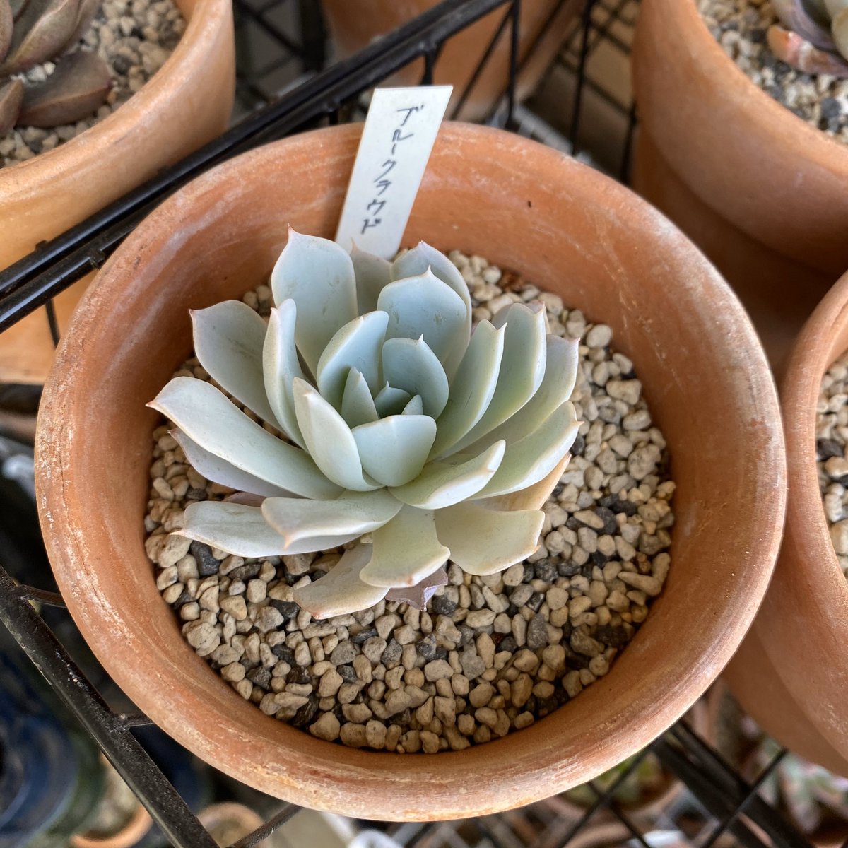 Tomgr13's tweet image. 開け開け〜
その調子だ❗️

#エケベリ #BlueCloud