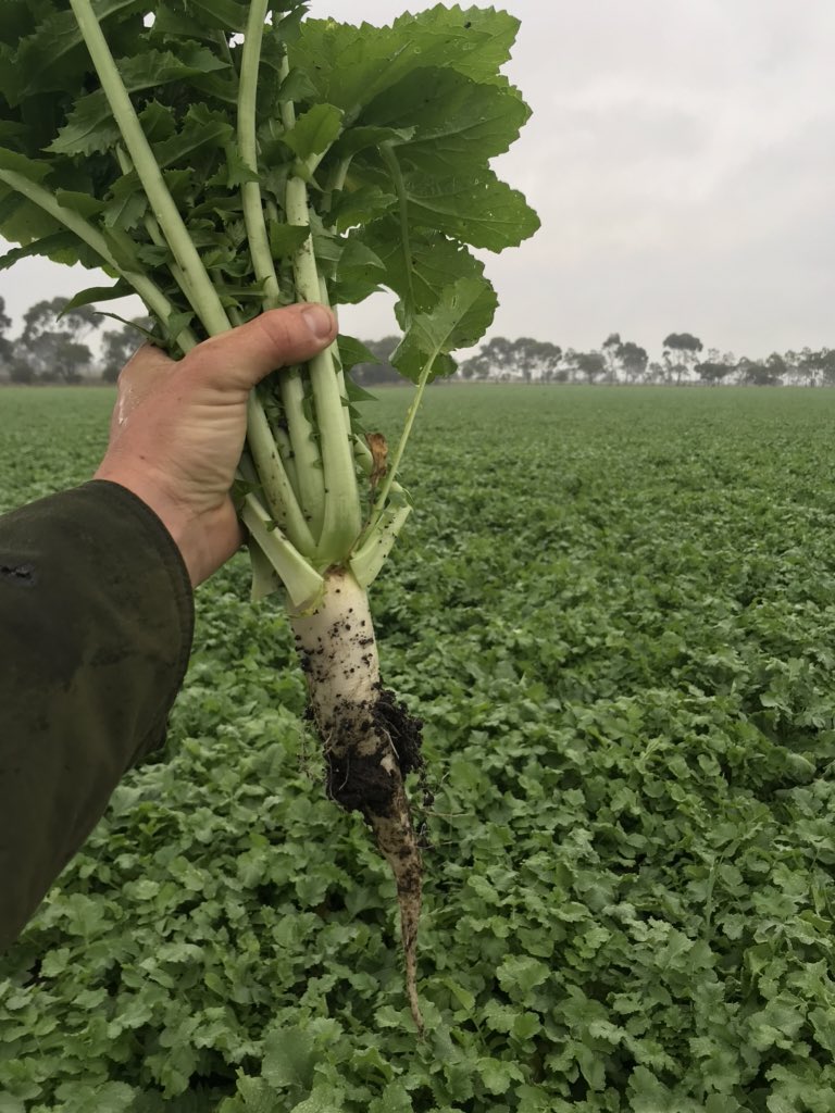 Winter feed for spring lambing mob coming along well. Been first year since 2017 that season has allowed us to plant early to get this wedge of dm #opportunisticfeedcropping