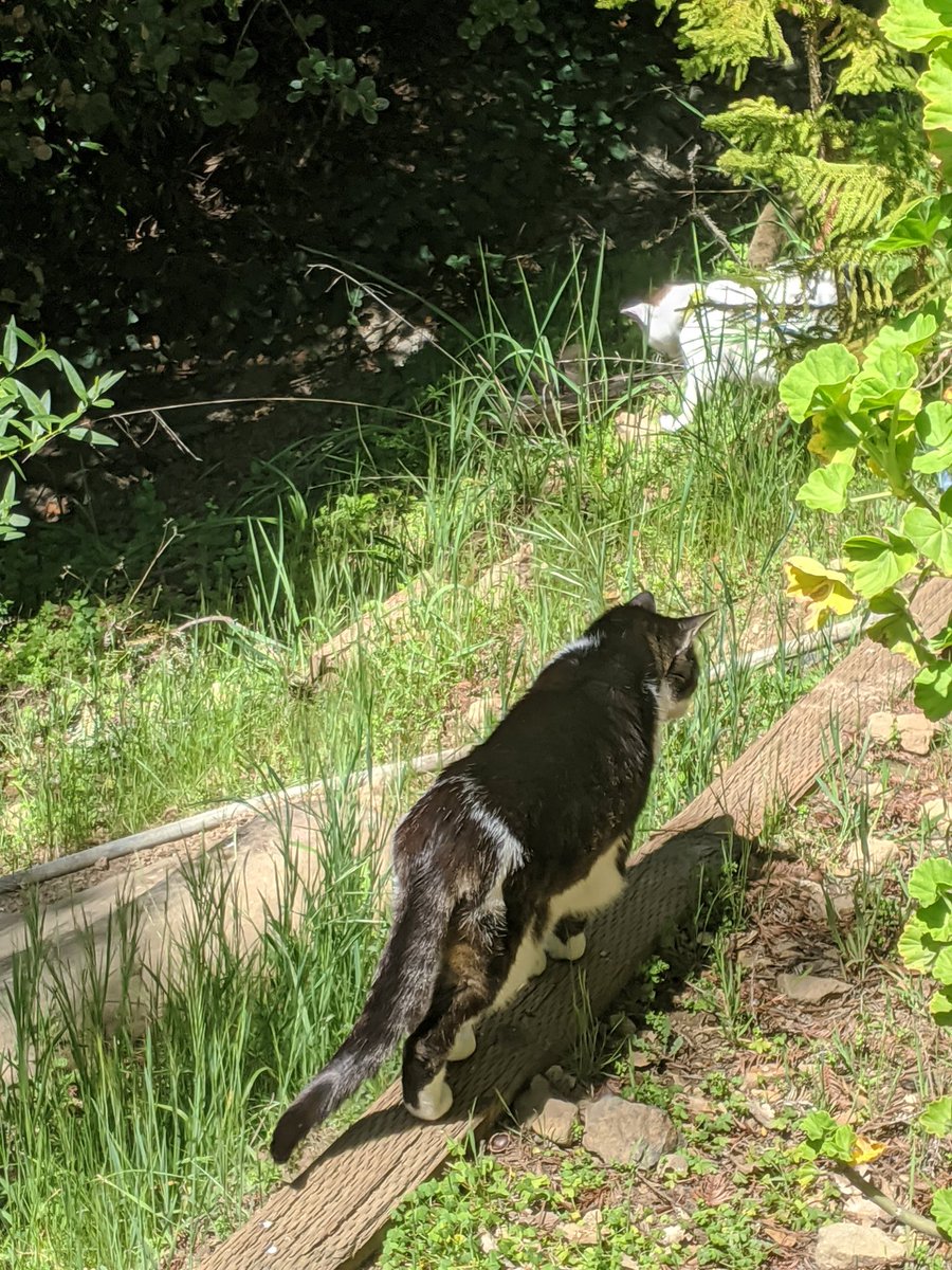 mallstar's tweet photo. My cats πβ₯οΈ #cats #cat #outdoors #outside #beautifulday #sunny #sunnyday #sunnyca #sunnycalifornia #california #californialife #enjoythelittlethings https://t.co/8CWvfgeMPA