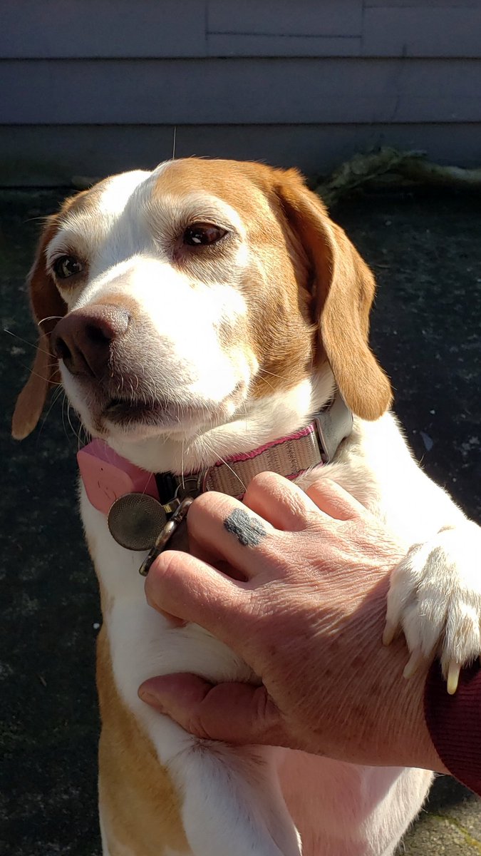 BfpSunny's tweet photo. I like mama working from home. I also like this sunshine...finally! We hope you are well. @beaglefreedom #flatteningthecurve #endanimaltesting https://t.co/Nu41Q9UXD3