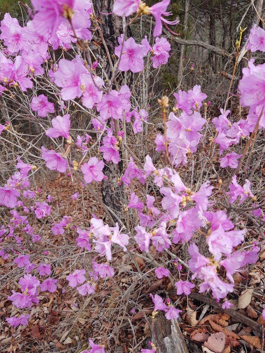 개마고원 화전민 (@ahs2352) on Twitter photo 