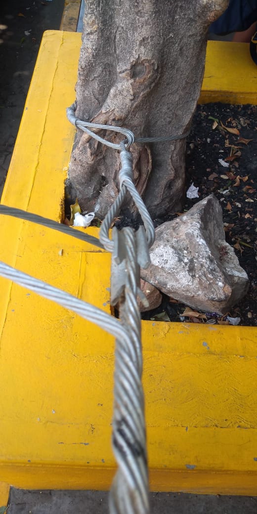 gsvoax's tweet photo. Por favor CFE este árbol está creciendo y lo está orcando tu tensor que le pusiste para sostener al poste +3k-5223 que está en c. Nuño del M centro oaxaca . https://t.co/uf38Xn58XG