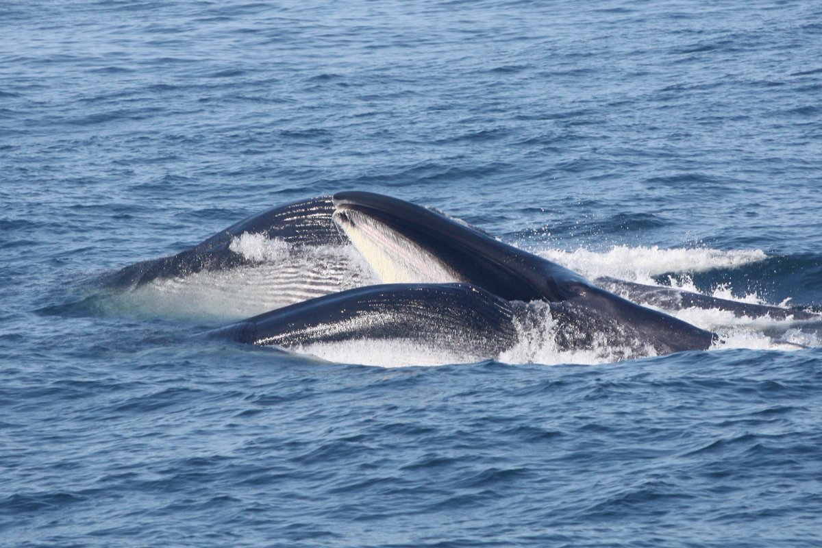 Interested in learning more about whales and hearing the sounds made by different species? Check out “Voices in the Sea,” an interactive website by Scripps’ Whale Acoustics Lab, and have a listen.  #CreatureFeature  http://voicesinthesea.ucsd.edu 