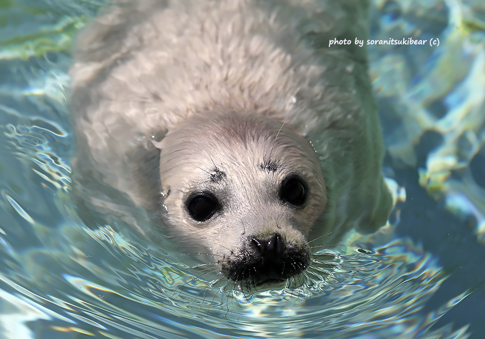 アザラシの赤ちゃん - Twitter Search