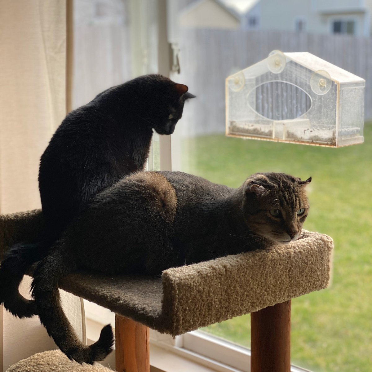 bearcatandpixel's tweet photo. Dad, if you would stop taking pictures of us, we might stay like this for longer than 10 minutes. https://t.co/S8PFIWGKdj