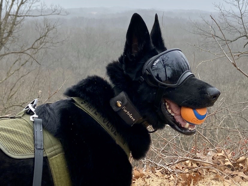 indianadunes's tweet photo. Ever seen a German Shepard wearing goggles in the dunes? That was Ritta! She's trained in explosive detection and has been working with the Indiana State Bomb Squad for 6 years. Thanks for looking out for us, Ritta!
Follow her @ispeod_ritta on Instagram #indianadunes #NWIStrong https://t.co/fLR14BX5fO