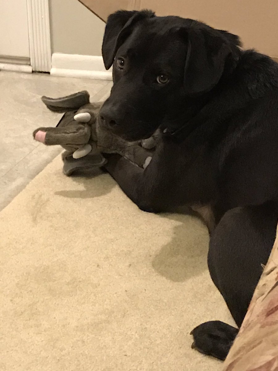 WerchinskiTMS's tweet photo. Captain’s Log: Day 13: I had lots of playtime today with my mommy. We even invented a game, and I won! 🎾🥅 #TobyVHI https://t.co/9EIowjxXCT